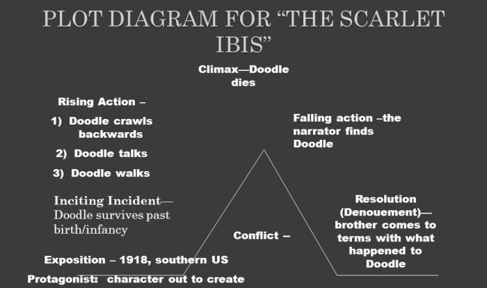 The scarlet ibis plot diagram