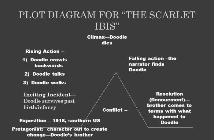 The scarlet ibis plot diagram