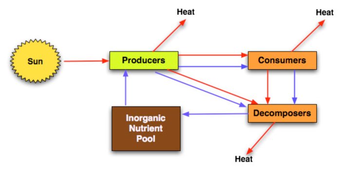 Energy through an ecosystem worksheet