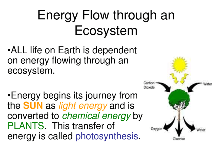 Energy through an ecosystem worksheet