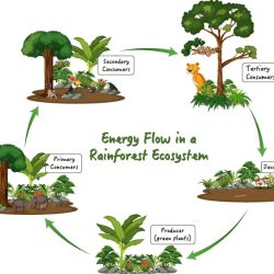 Energy through an ecosystem worksheet