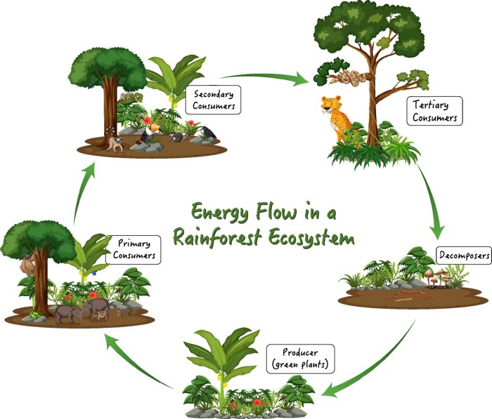 Energy through an ecosystem worksheet