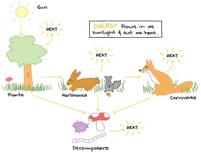 Energy through an ecosystem worksheet