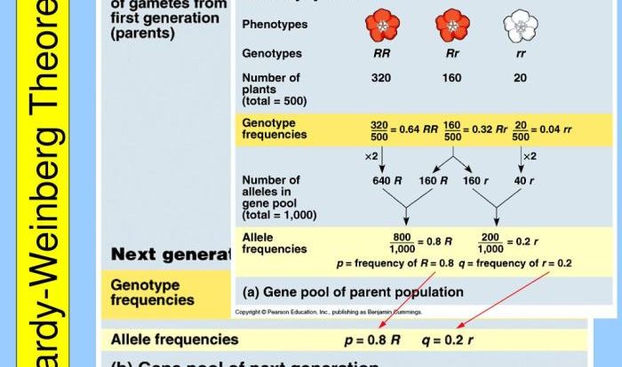 Hardy-weinberg goldfish lab answer key