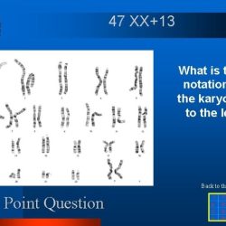 Human karyotyping gizmos answer key