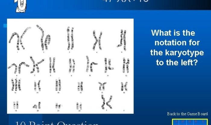 Human karyotyping gizmos answer key