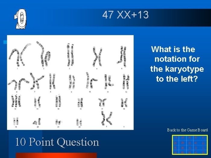 Human karyotyping gizmos answer key