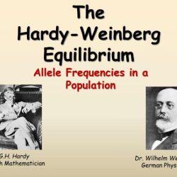 Hardy weinberg equation pogil answer