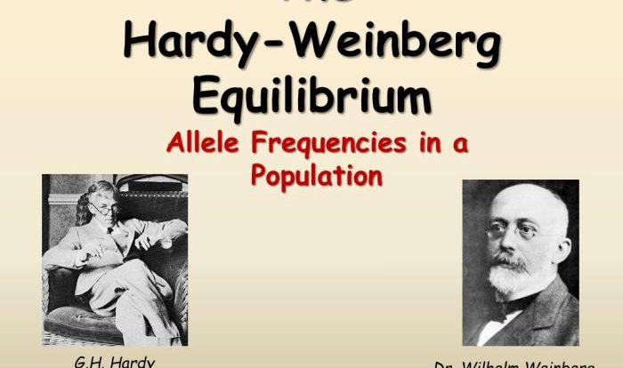 Hardy weinberg equation pogil answer